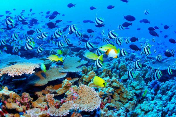 Great Barrier Reef Underwater